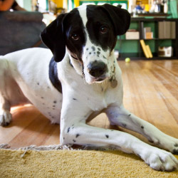 DogWatch of Vermont, Troy, New York | Indoor Pet Boundaries Contact Us Image