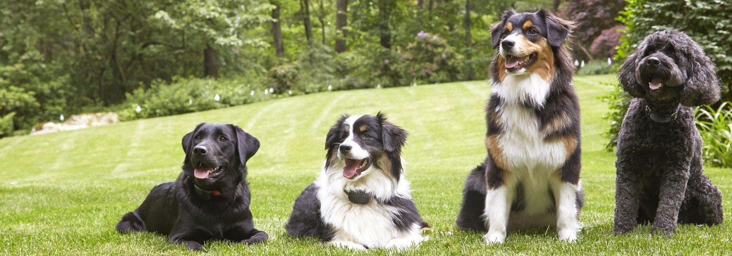 DogWatch of Vermont, Troy, New York | Support Footer Image Image