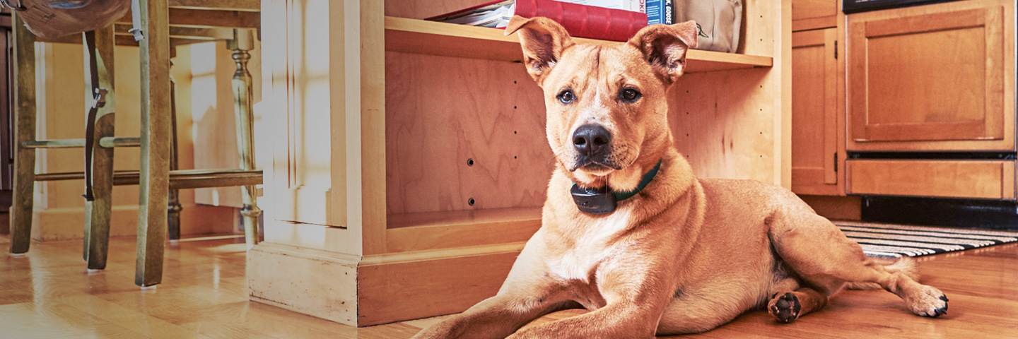 DogWatch of Vermont, Troy, New York | Indoor Pet Boundaries Slider Image